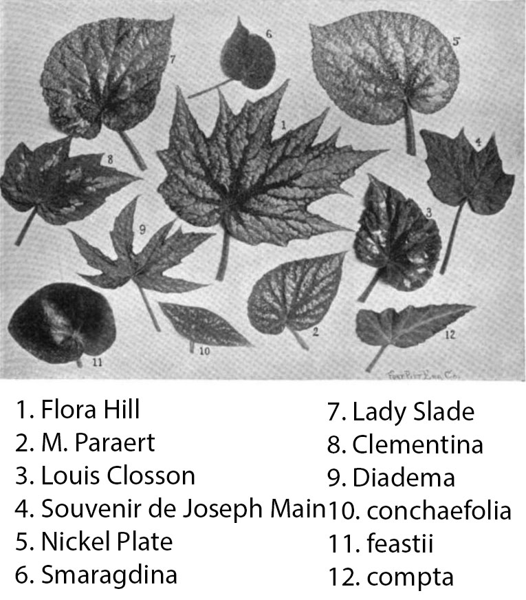 B. ‘Flora Hill’